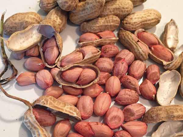 شركات توزيع حبوب فول السوداني