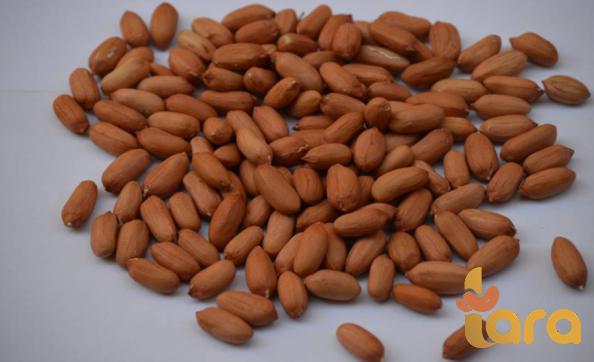 فول السوداني الرخيص للبيع