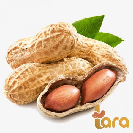 كيفية زراعة الفول السوداني