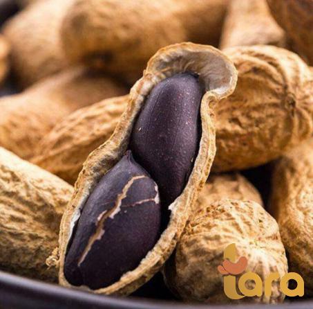 موزعين فول السوداني الأسود