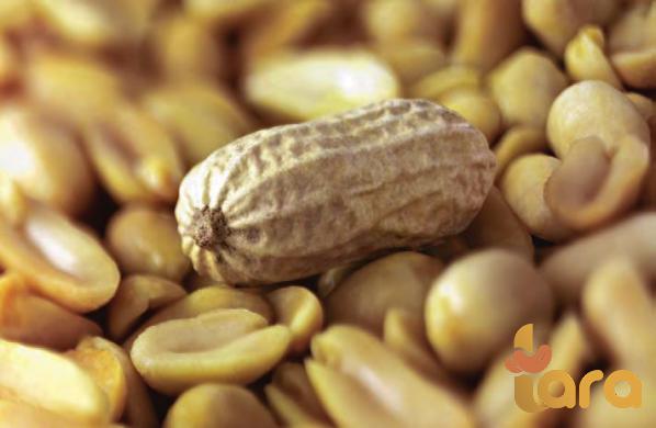 باعين ثمار فول السوداني