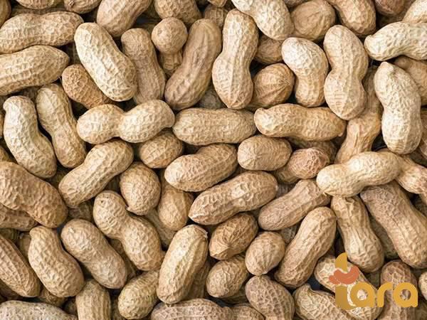 توزيع مباشر الفول السوداني حجم صغير