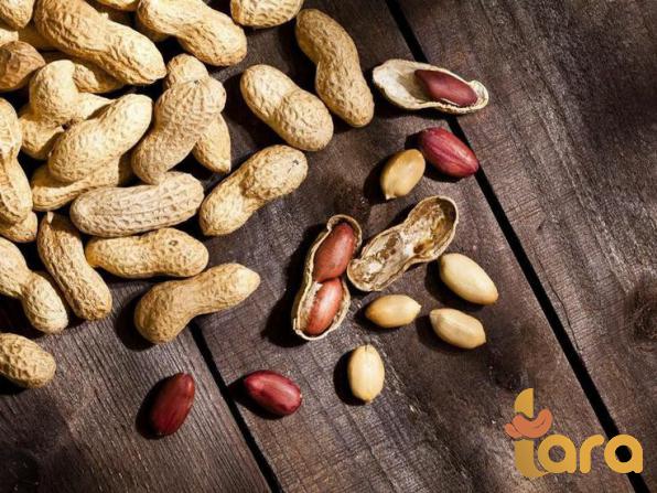 أسعار فول السوداني بالجملة