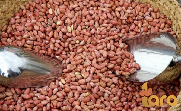 أسعار شراء فول السوداني