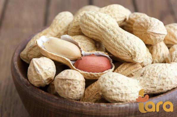 مراكز توليد فول السوداني