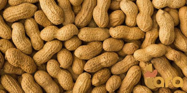 أسعار شراء فول السوداني