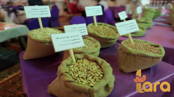 أسعار توزيع الفول السوداني