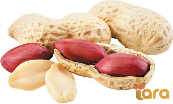 تصدير فول السوداني الأحمر