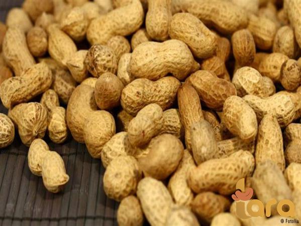 سعر كرتون فول السوداني بالجملة