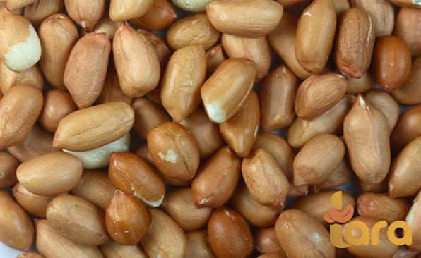 ما أصل الفول السوداني؟ 