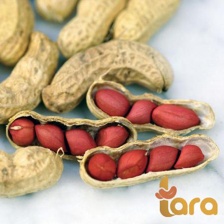 طلبيات فول السوداني محمص بالزيت
