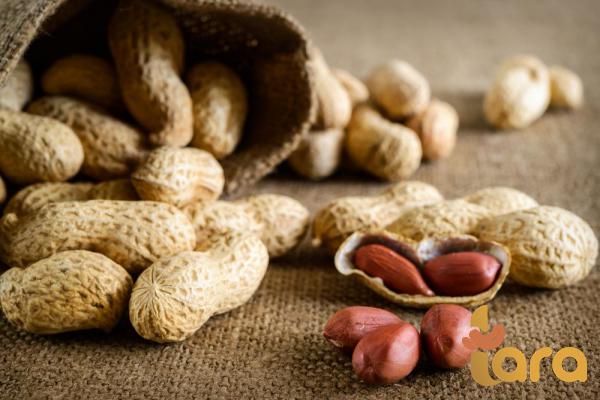 طرق ومراحل شحن و تغلیف الفول السودانی