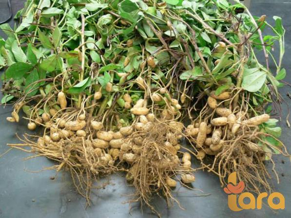 تصدیر فول سودانی غیر محمص المزروع بتقنيات حديثة