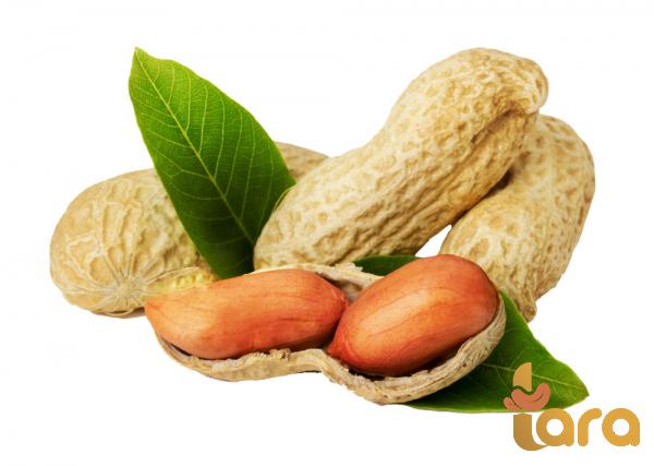 شرکات إستیراد فول السودانی من انحاء العالم