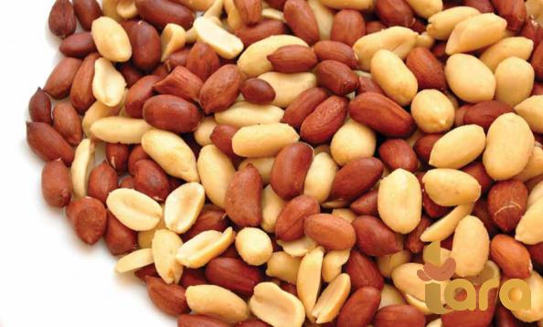 بيع و شراء الفول السودانی المحصص بأسعار مناسبة