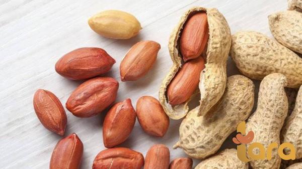 سعر تقاوي الفول السوداني للبيع بالجملة