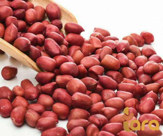 تصدیر فول سودانی غندور الی انحاء العالم
