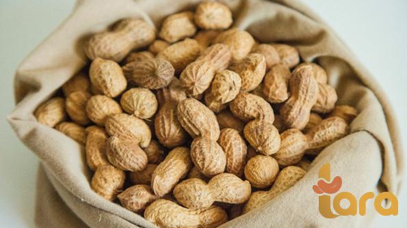 طلب شراء شجرة الفول السودانی