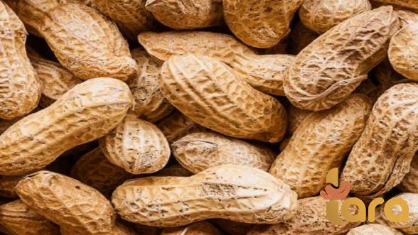 طرق صيانة فول السودانی في المواسم المختلفة