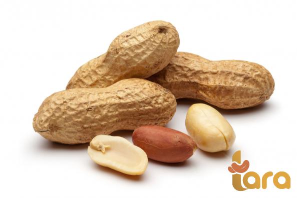 أفضل أسعار فول سوداني الطازج بجودة عالیة