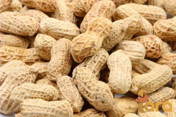 سعر فول السوداني من الأقل الی أعلی في الأسواق