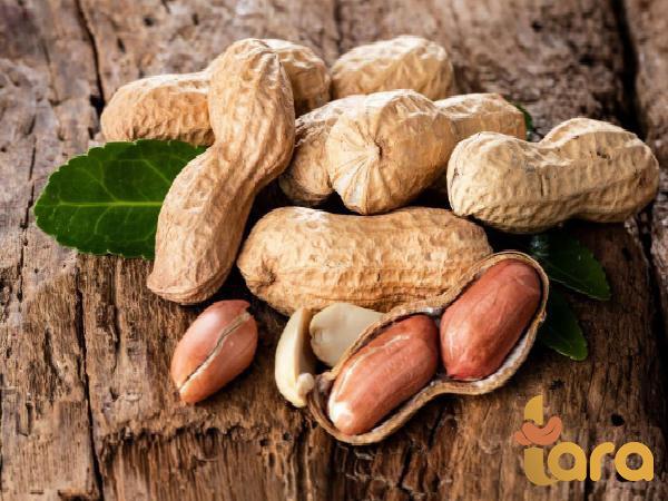 محلات بیع الفول السودانی المعلب مع شحن رخیص