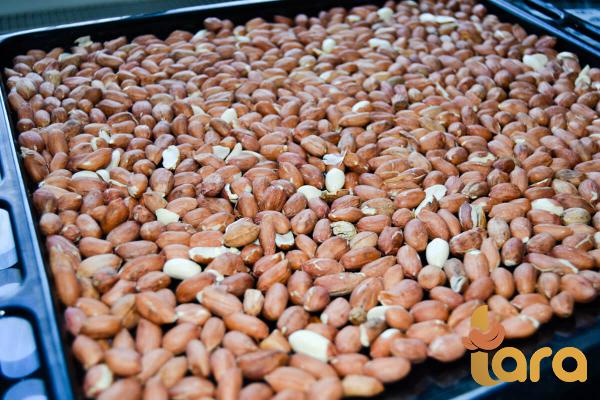 تخزین علب فول سودانی الجاهز 100 غرام